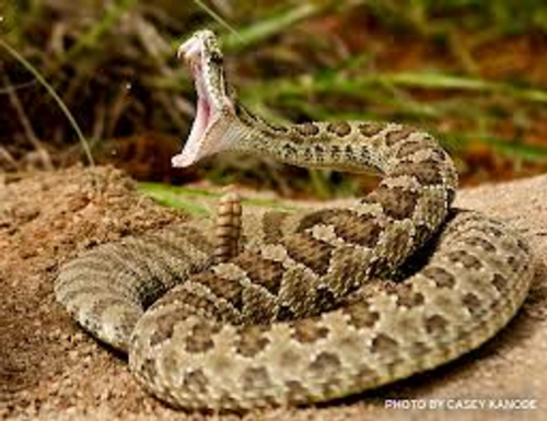 Snake Proofing and Wellness Clinic